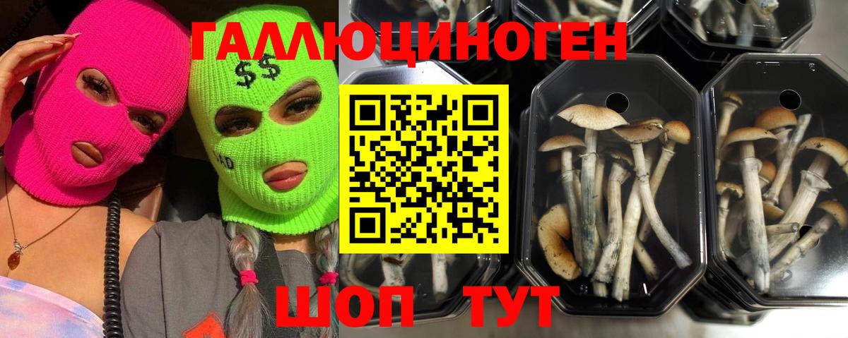 Галлюциногенные грибы мицелий Долгопрудный